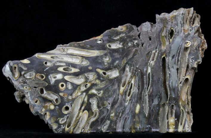 Slab Fossil Teredo (Shipworm Bored) Wood - England #40350